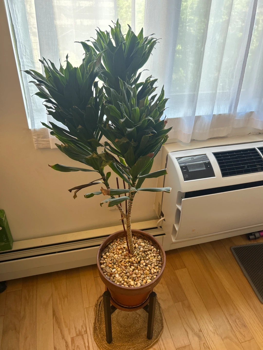 Large Dracaena Plant in Terracotta Pot with Stand