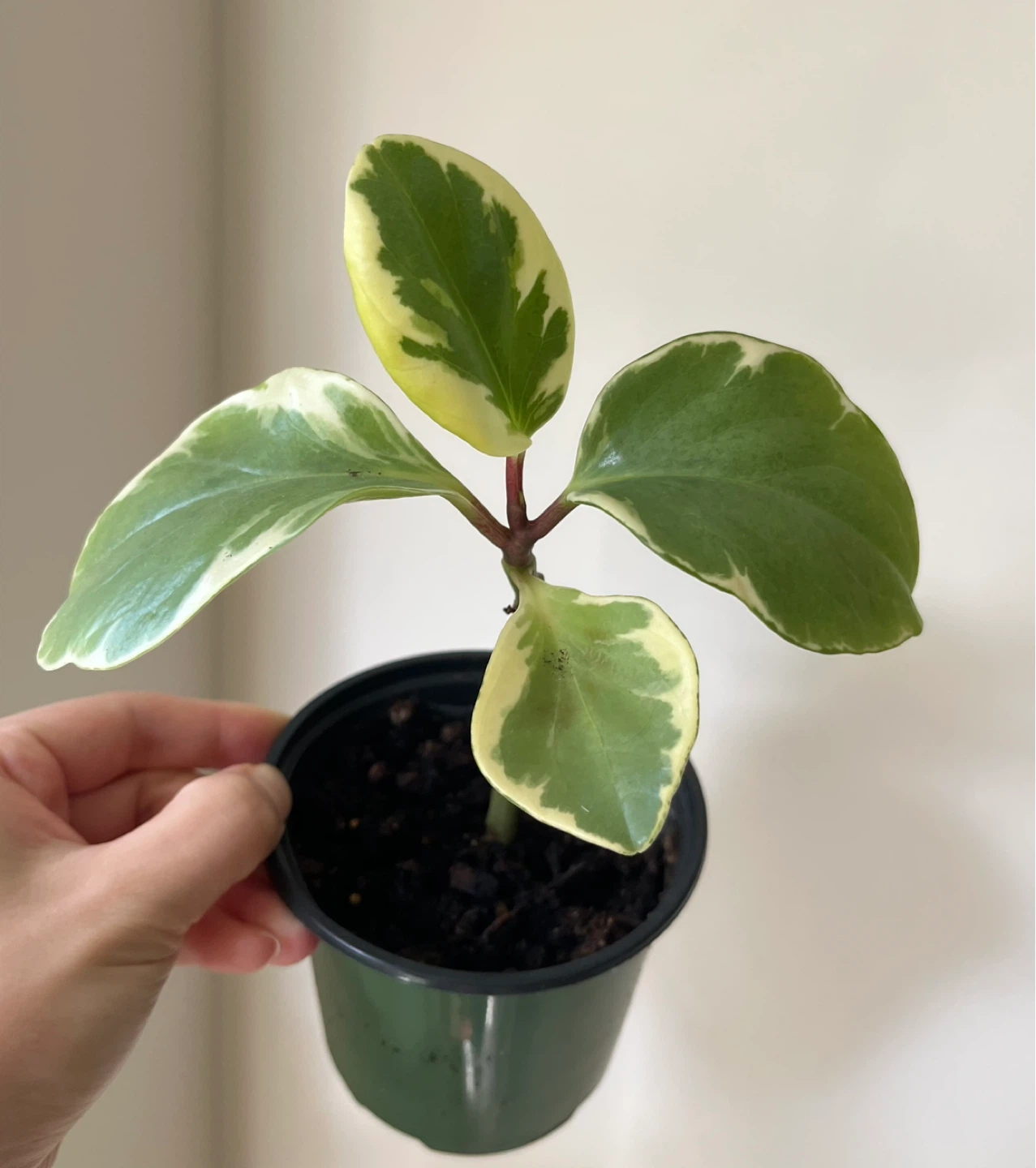 Peperomia obtusifolia 'Variegata' plants - photo 2