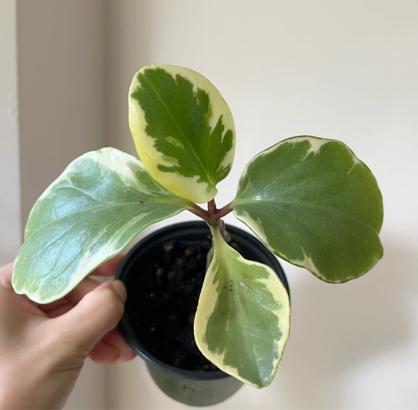 Peperomia obtusifolia 'Variegata' plants