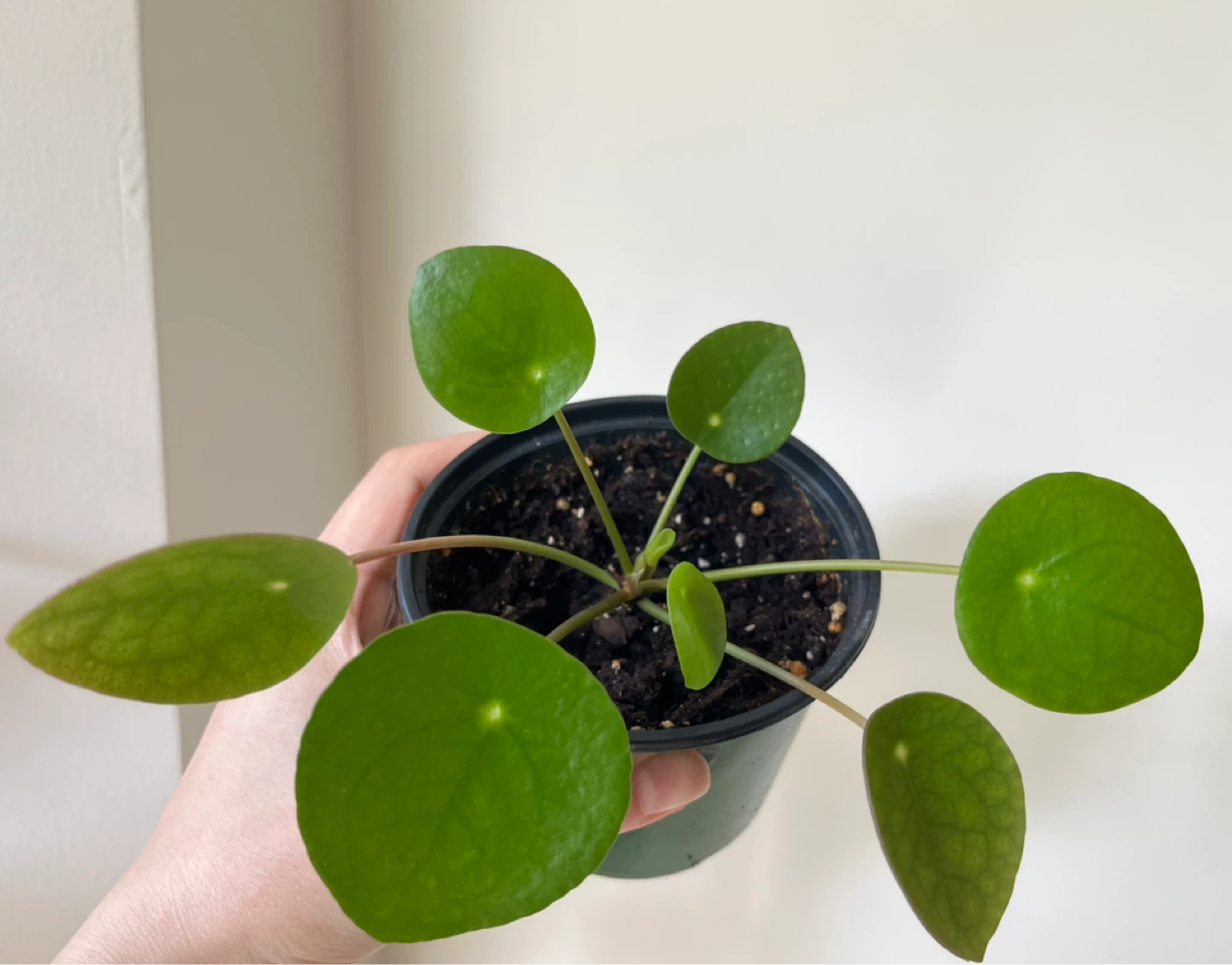 Pilea/Chinese money plant in 4” pot