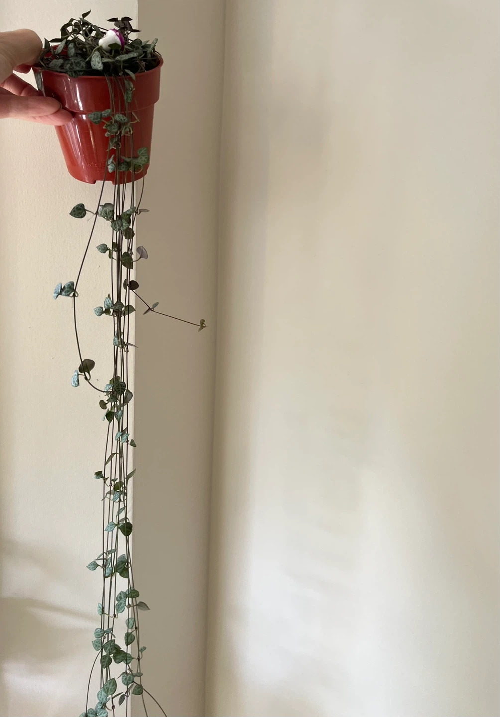 String of Hearts Plant in 4” pot