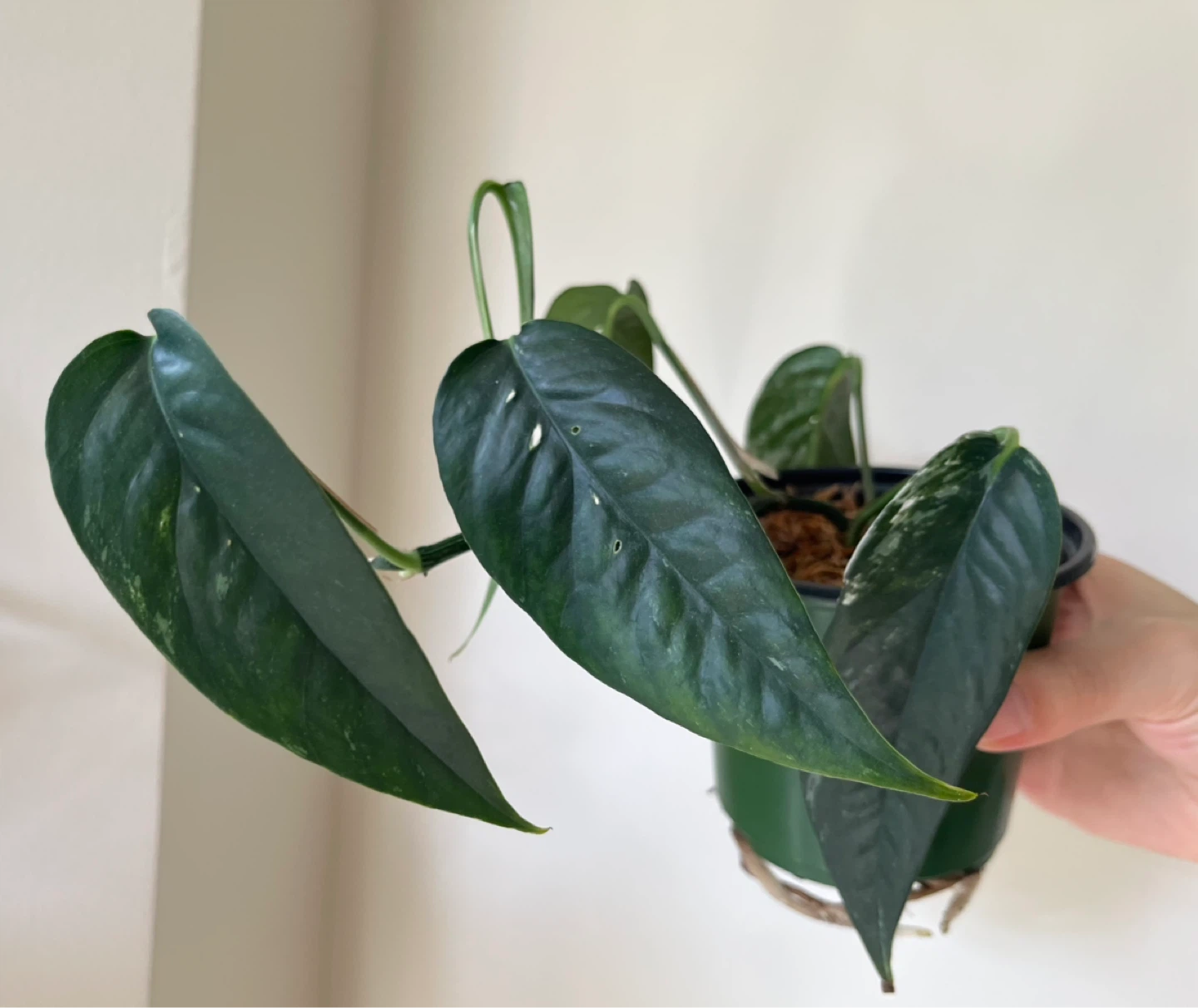 Epipremnum Pinnatum Albo in a small pot