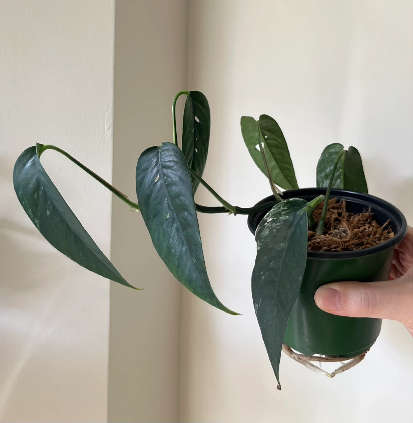 Epipremnum Pinnatum Albo in a small pot - photo 2