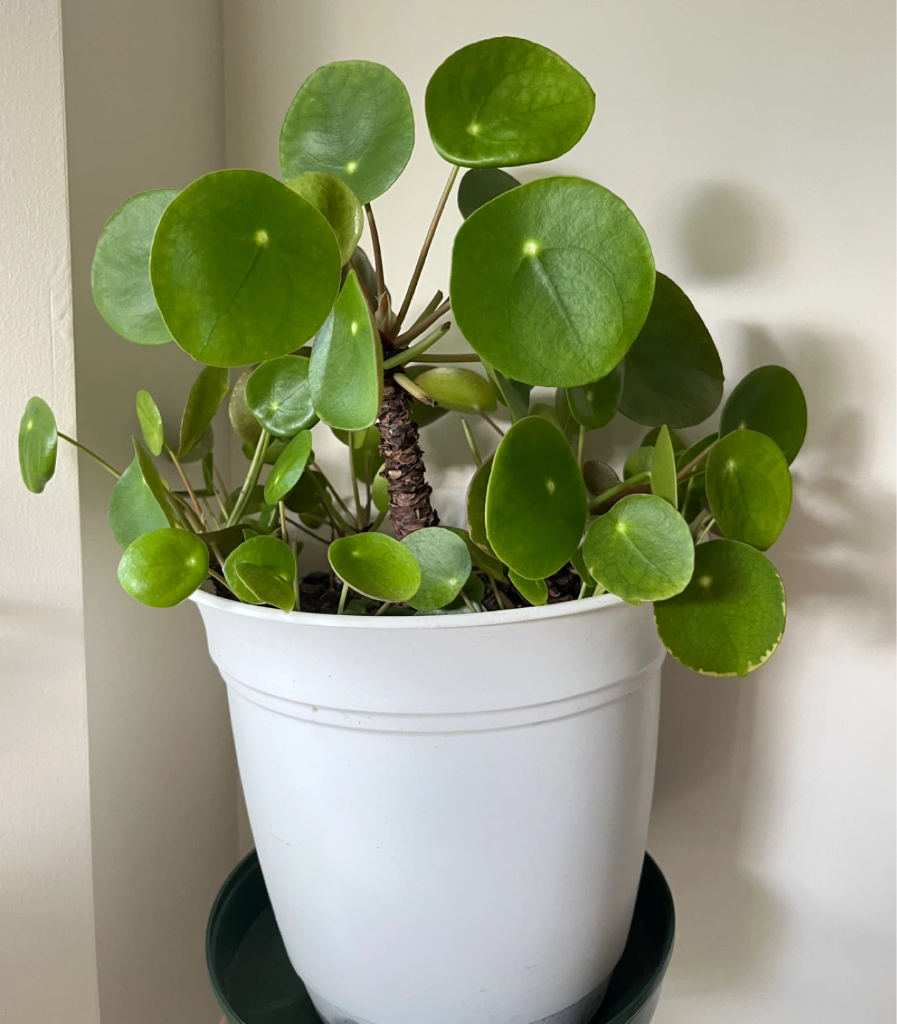 Healthy Pilea Peperomioides Plant