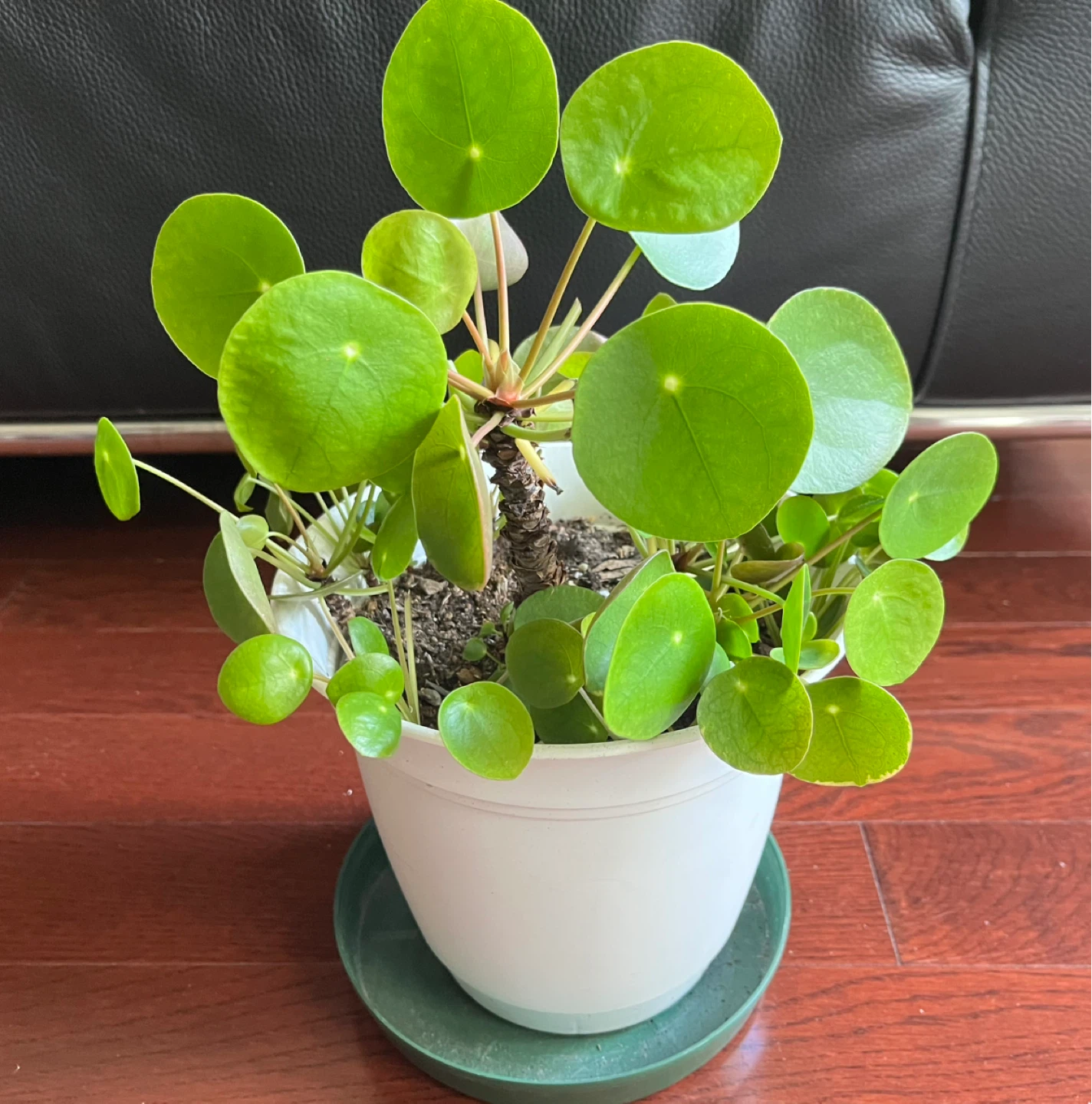 Healthy Pilea Peperomioides Plant - photo 2