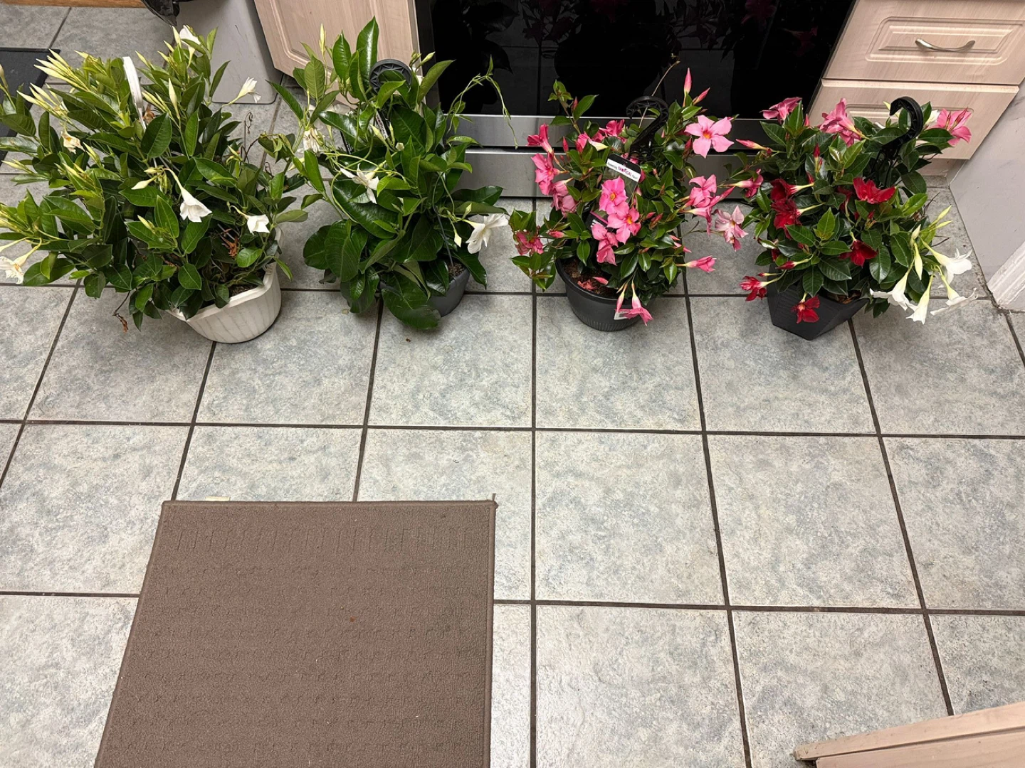 Assorted Mandevilla Hanging Baskets