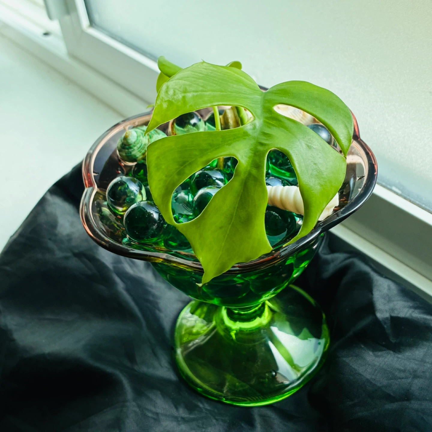 Beautiful mini monstera - photo 3