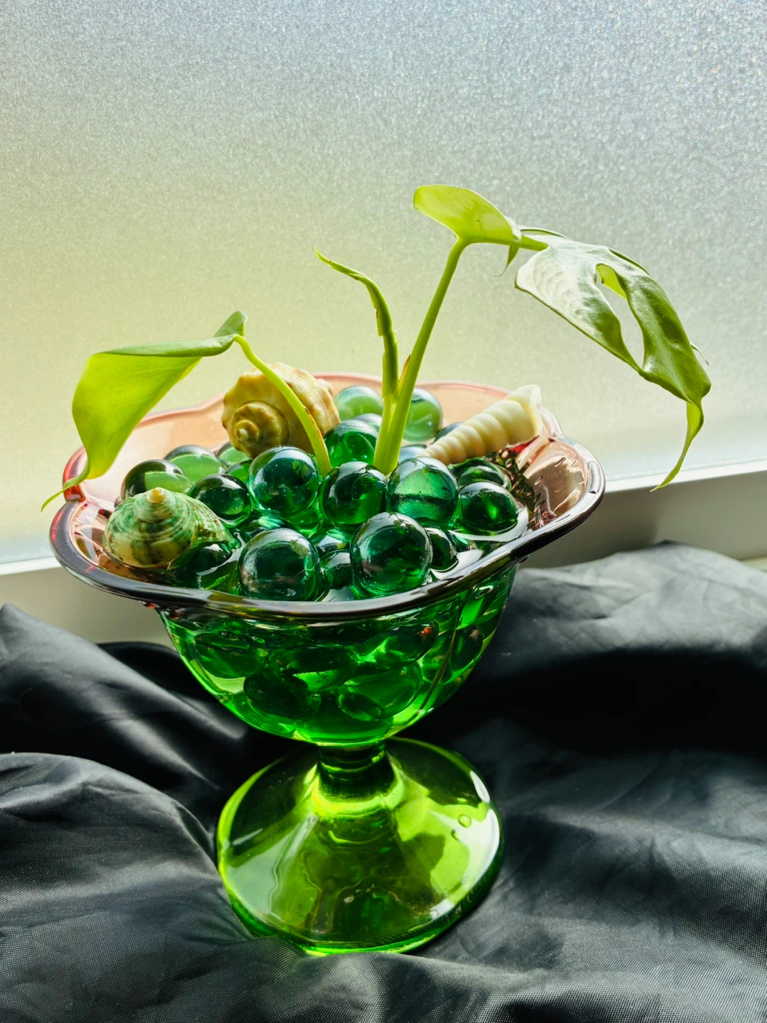 Beautiful mini monstera - photo 4