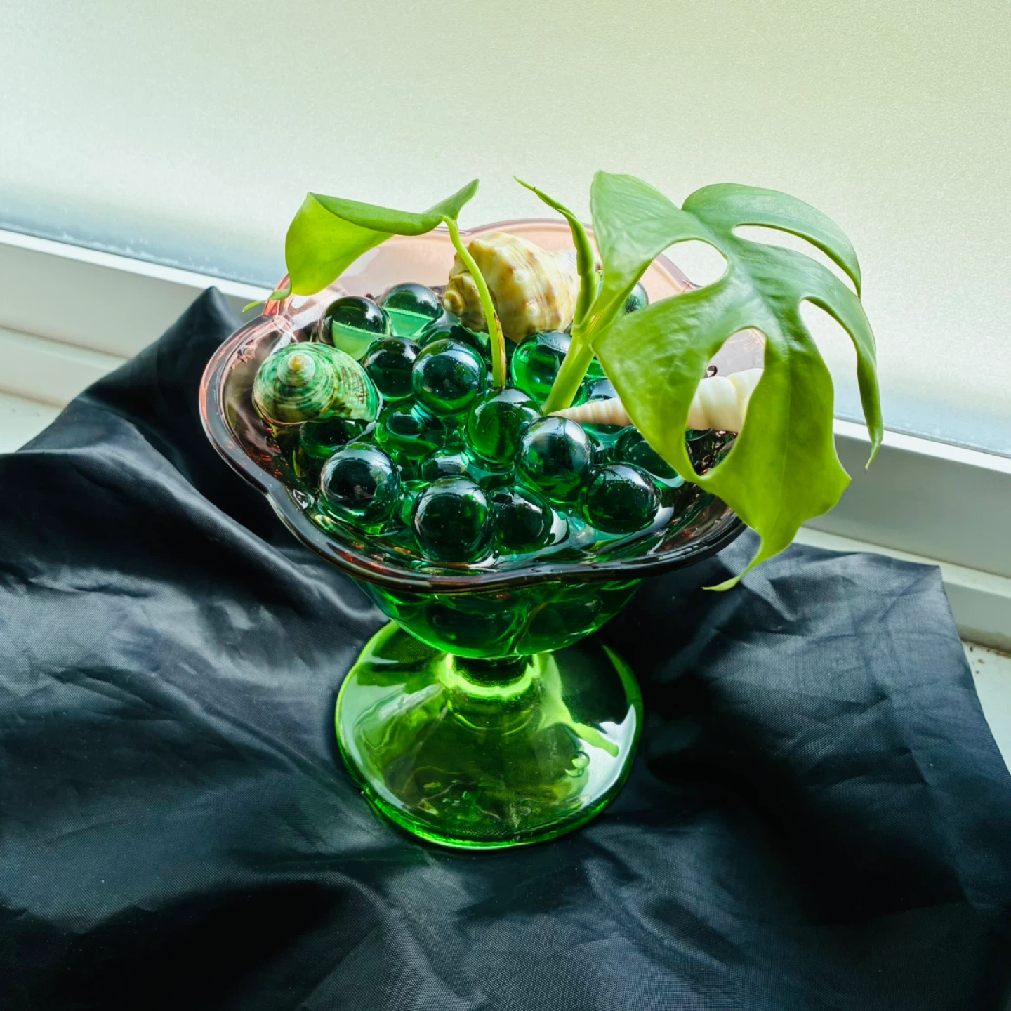 Beautiful mini monstera
