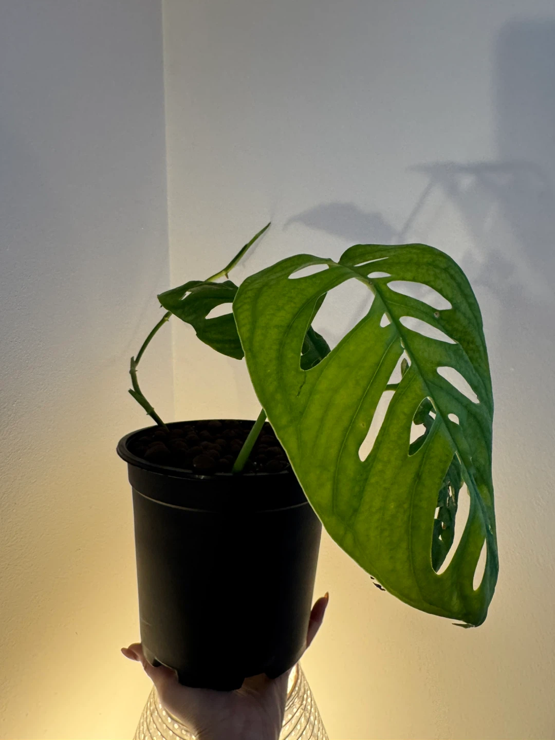Monstera Esqueleto - photo 2