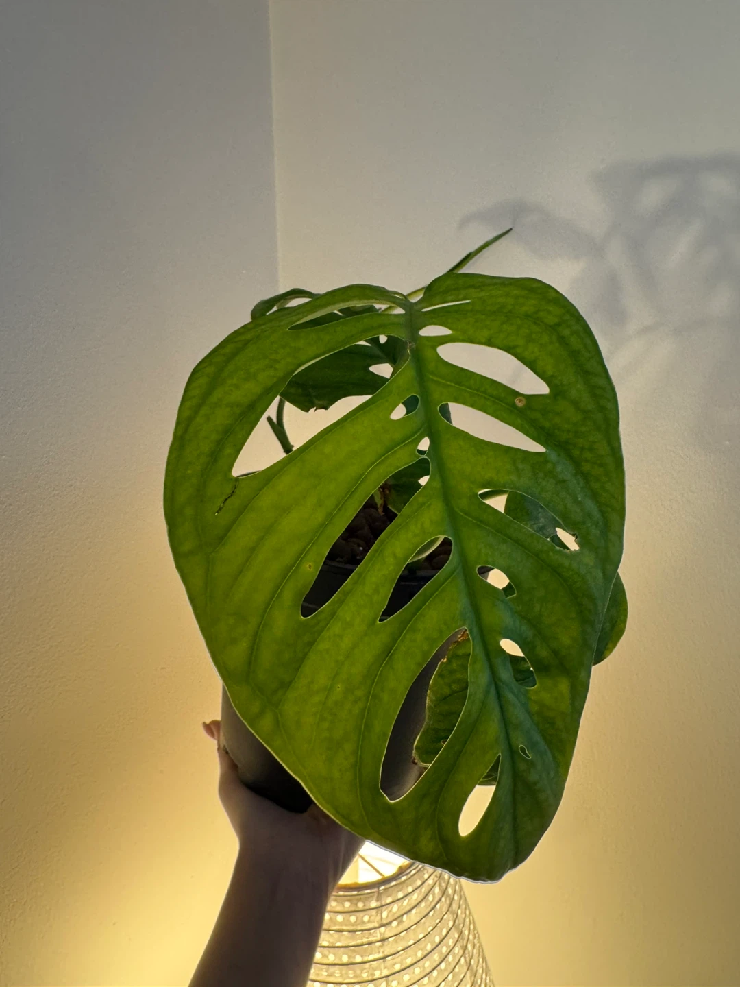 Monstera Esqueleto