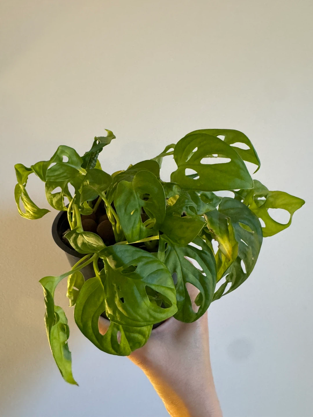 Monstera Adansonii