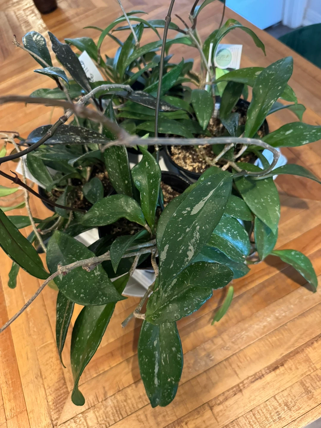 Hoya Speckled