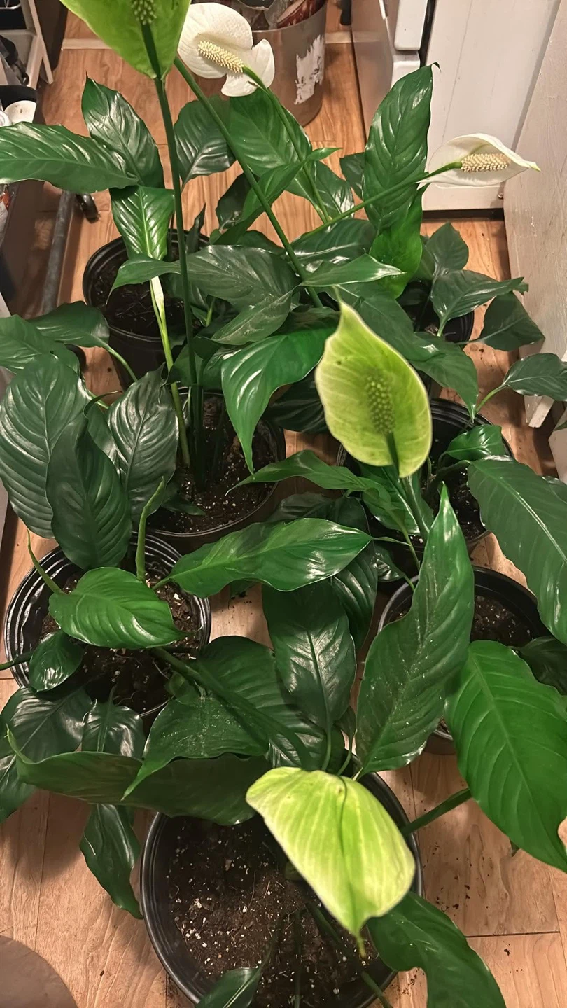 Healthy Potted Peace Lily Plants