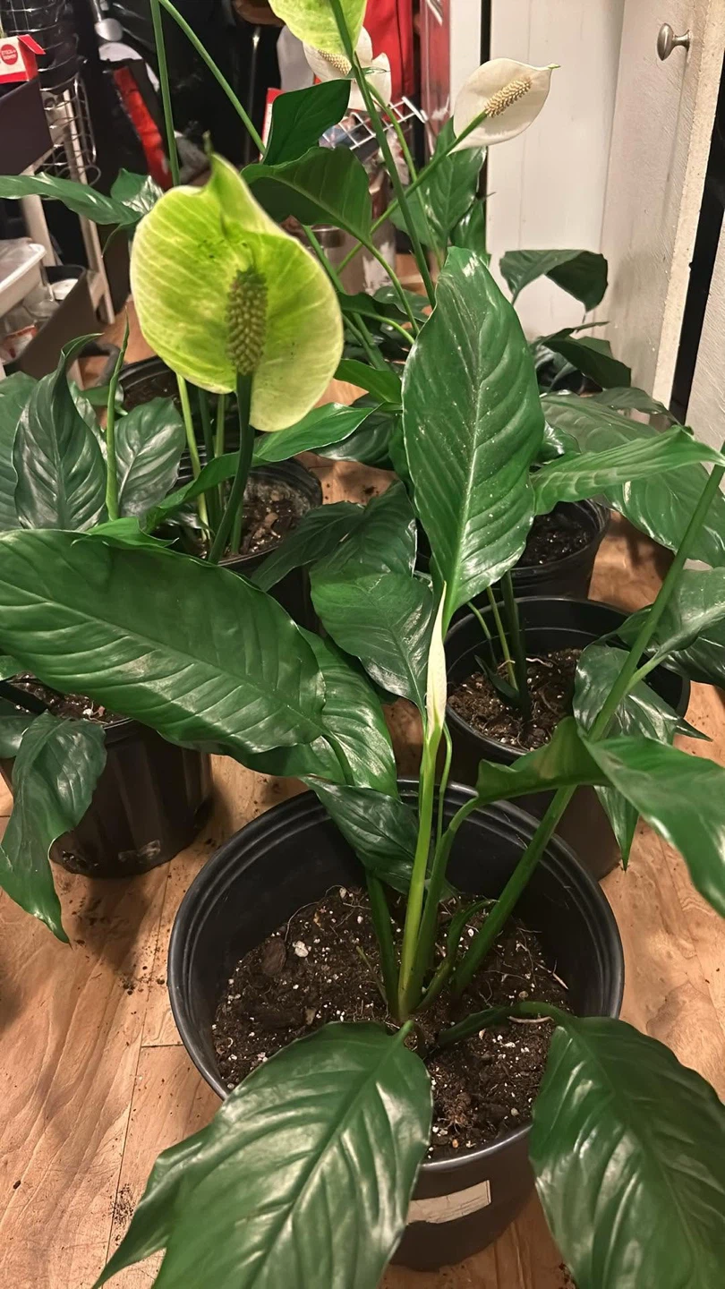 Healthy Potted Peace Lily Plants - photo 2