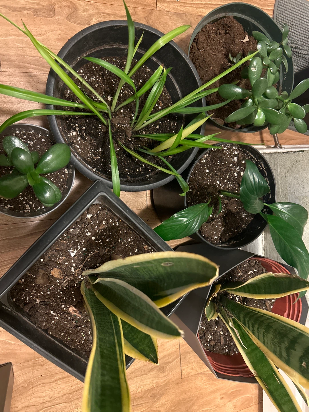 Assorted House Plants