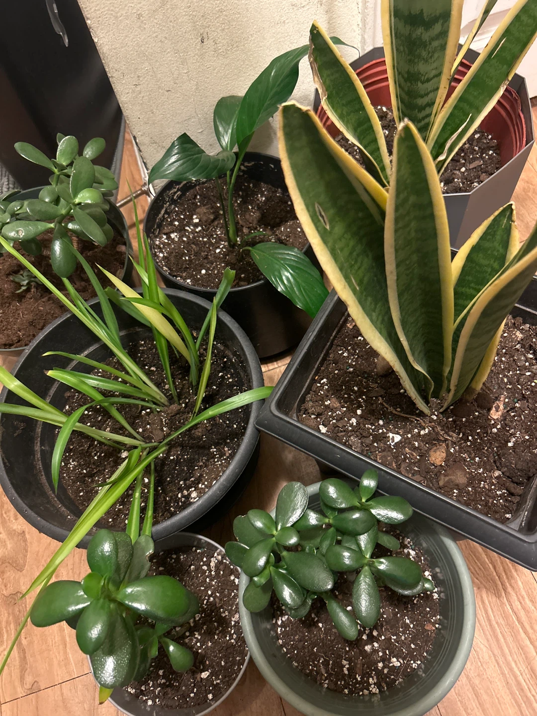 Assorted House Plants - photo 2