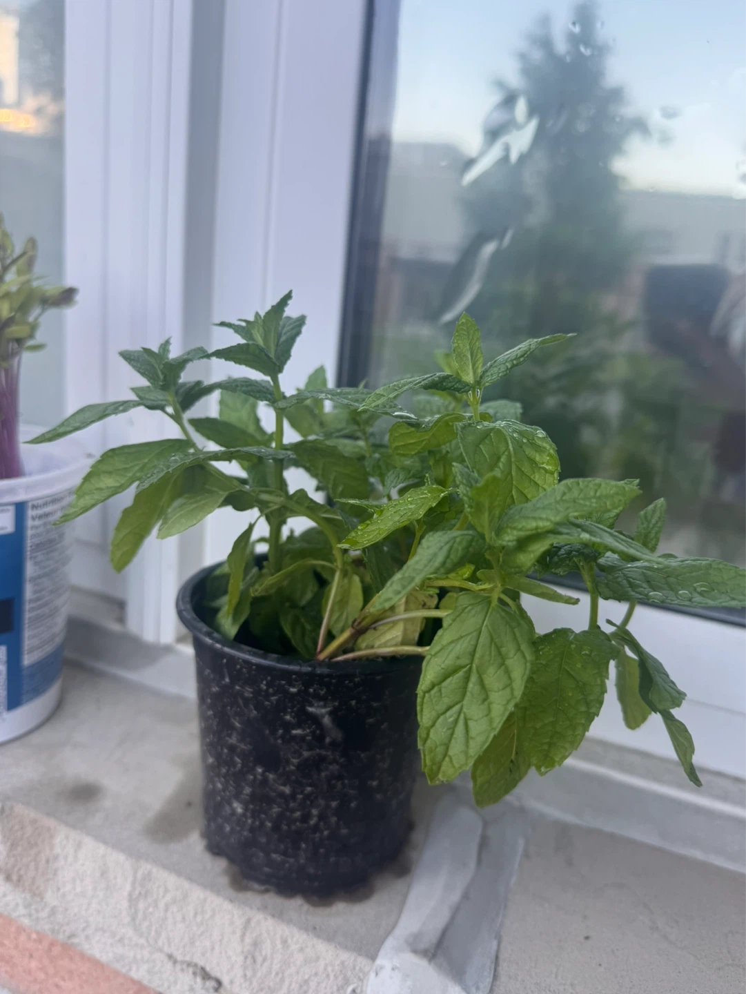 Organic Mint Plant in Pot - photo 2