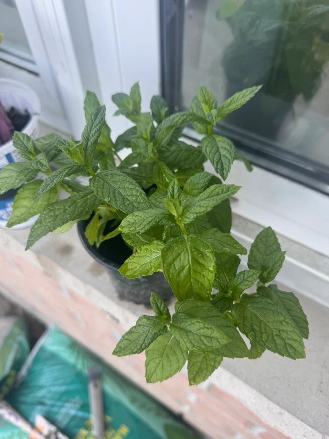 Organic Mint Plant in Pot