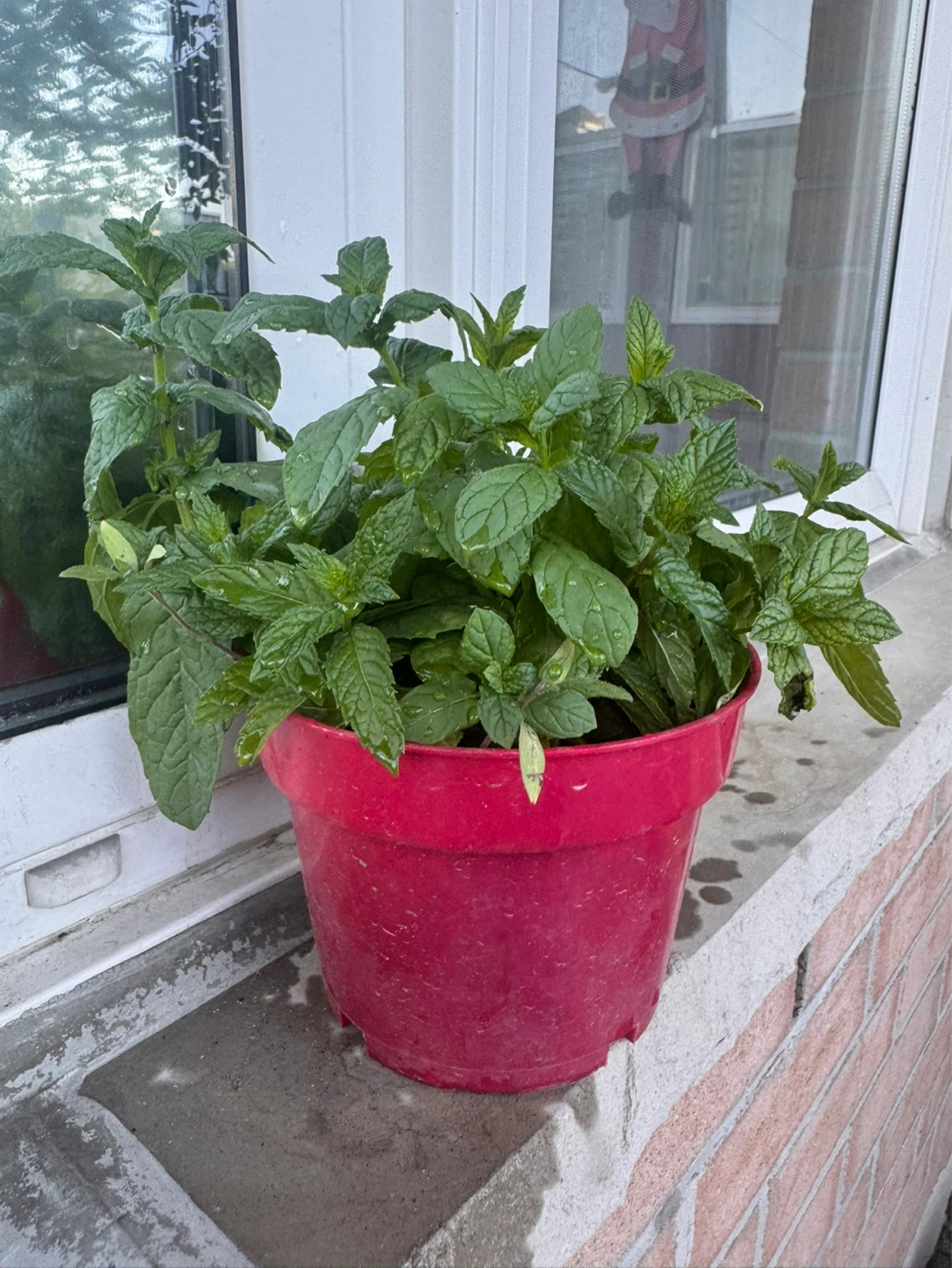 Organic Mint plant in red pot