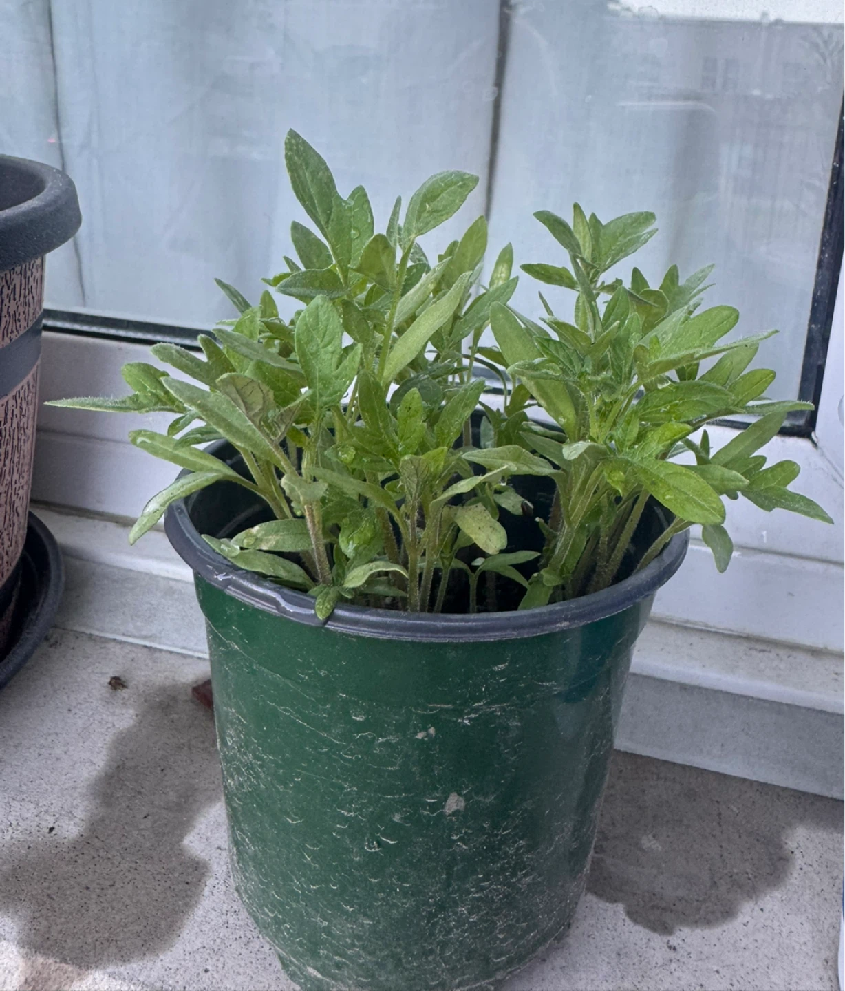 Potted Plant Seedlings