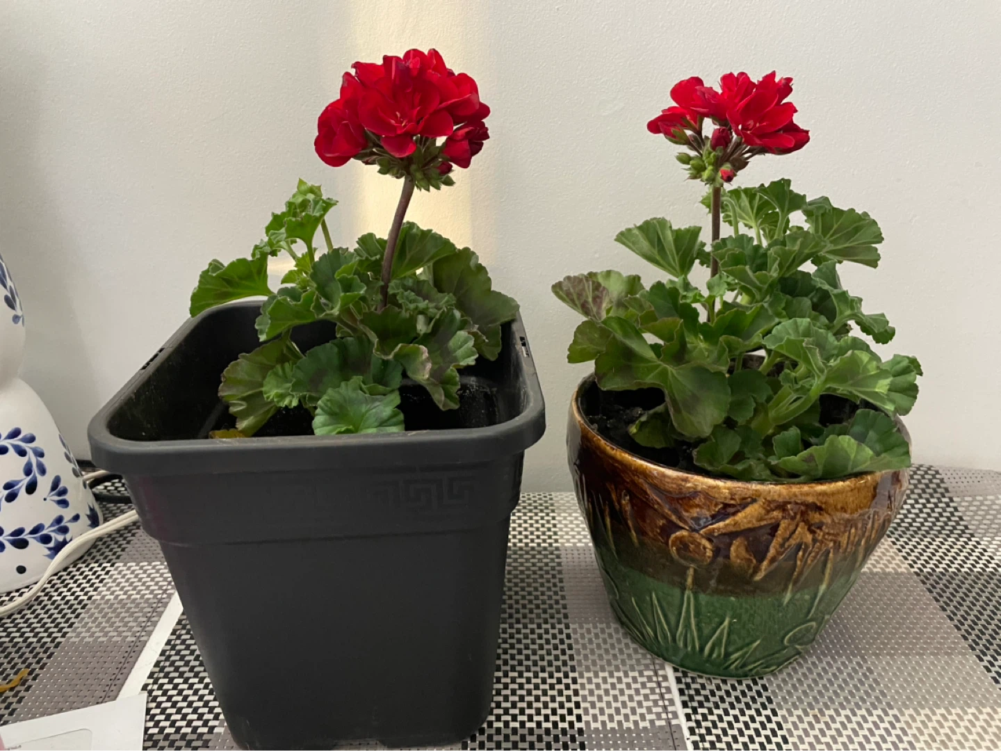 Red Geranium Plant