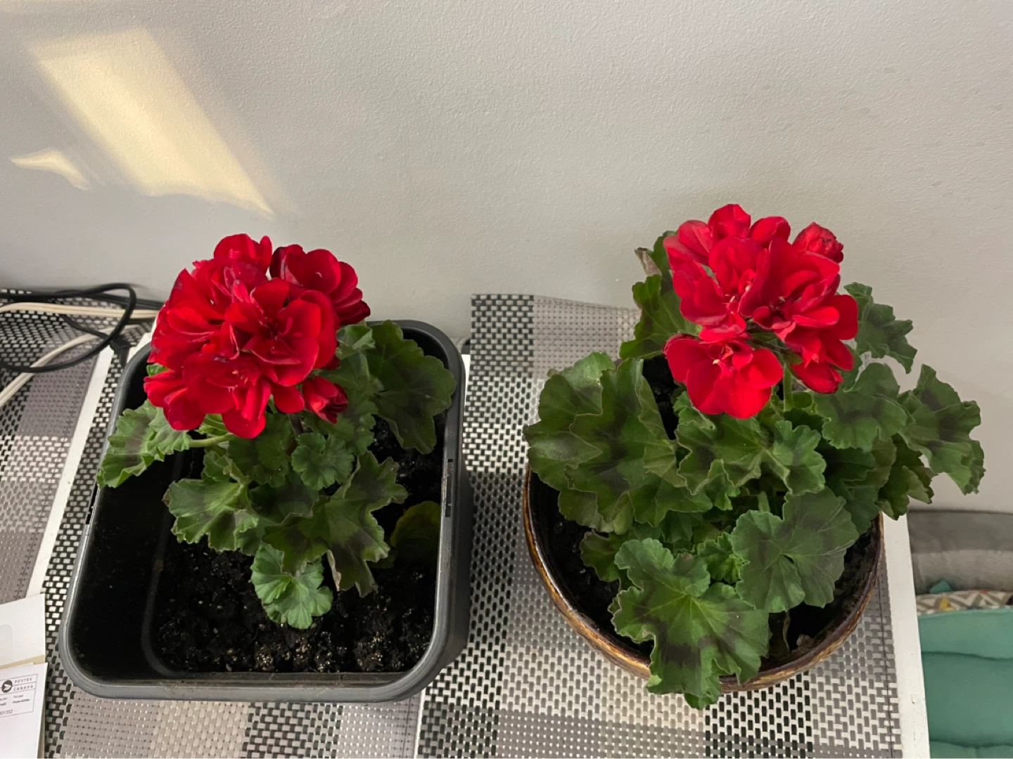 Red Geranium Plant - photo 2