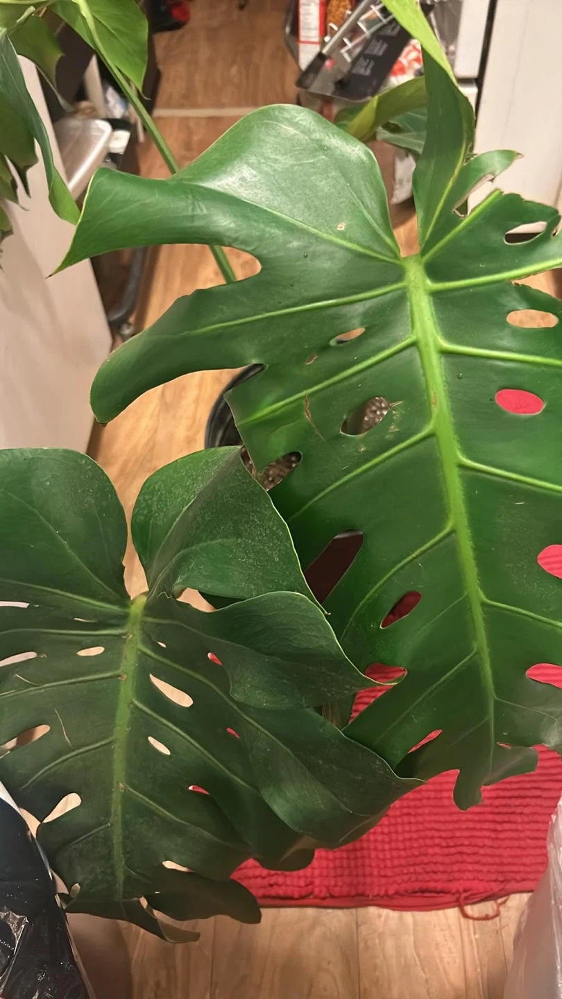 Monstera Deliciosa Plant