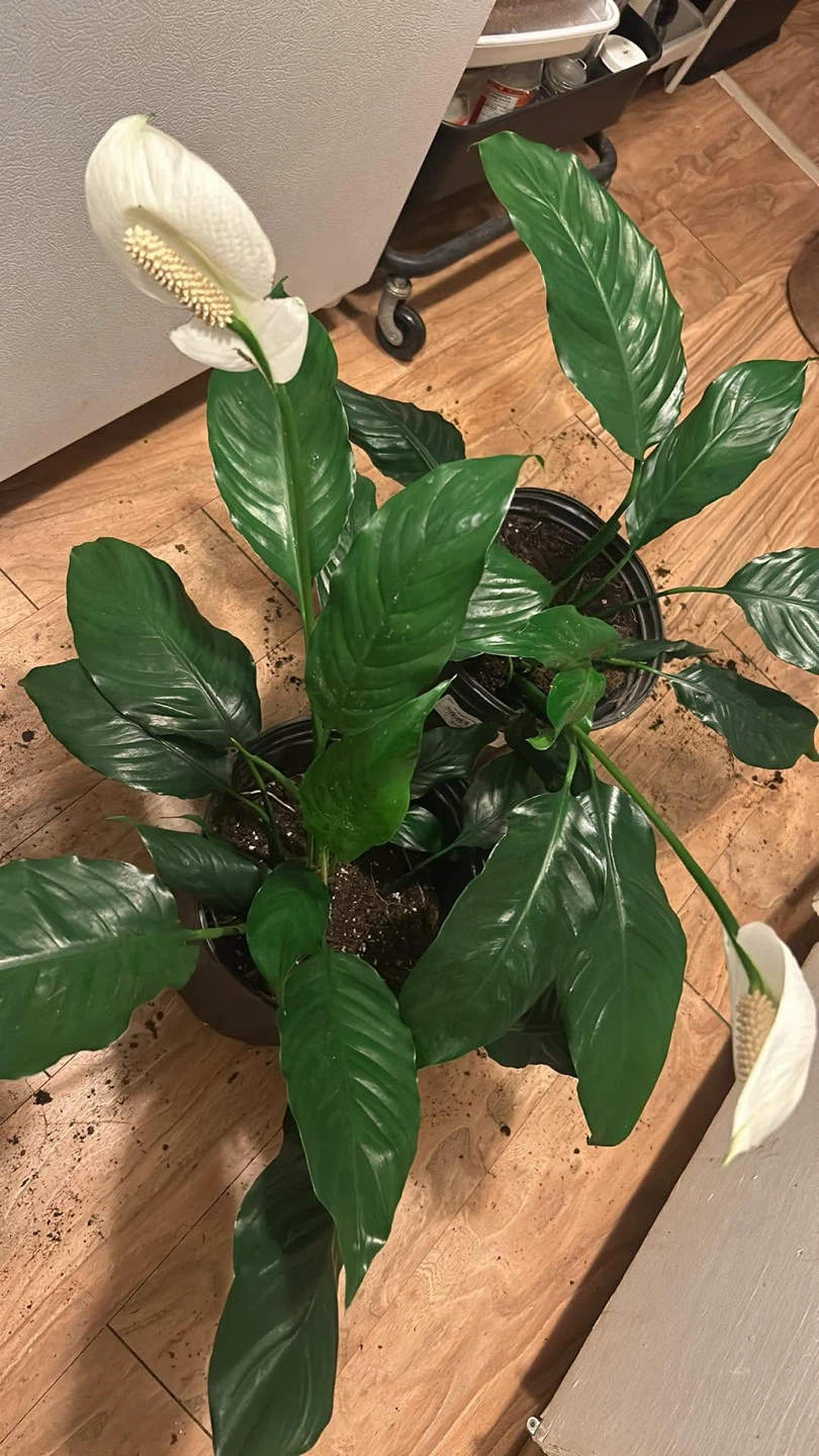 Peace Lily Plant