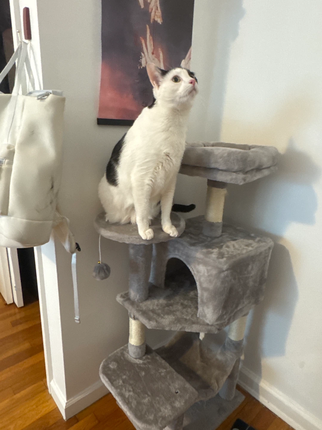 Grey Cat Tower Condo with Hammock and Perches -44in Tall - photo 5