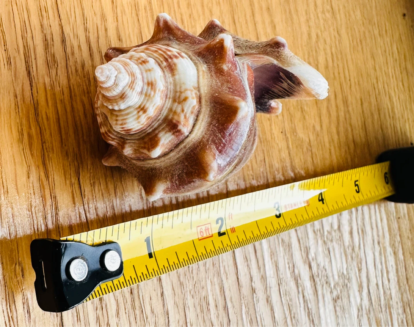 Seashell Decor - photo 2