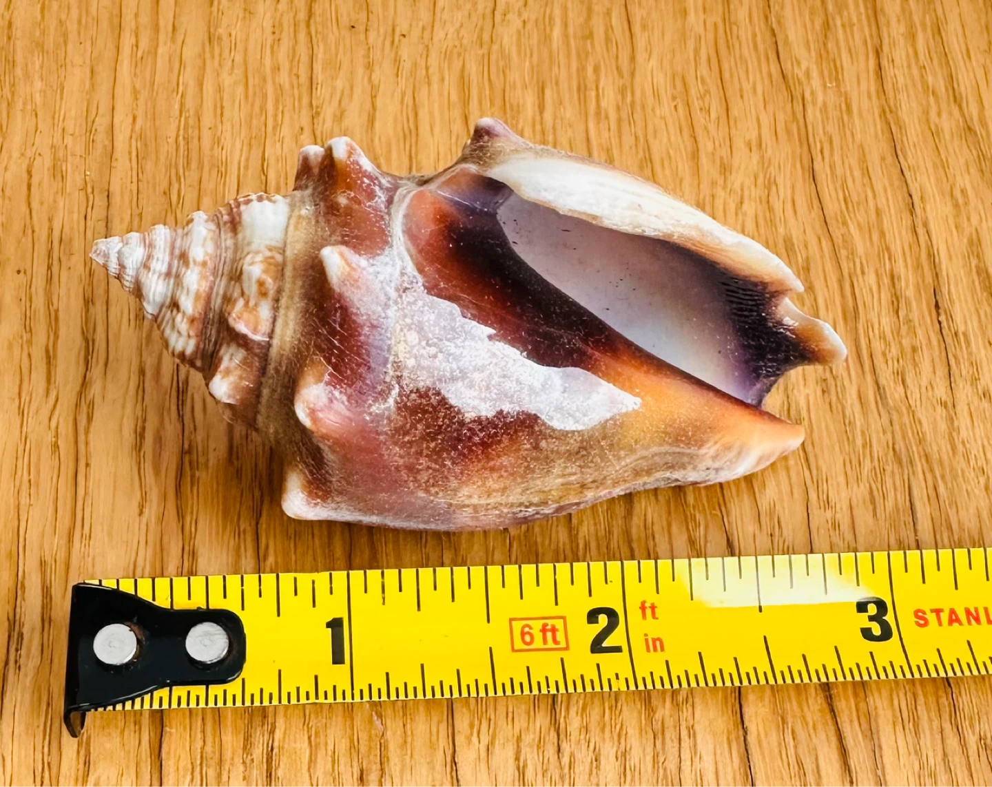 Seashell Decor