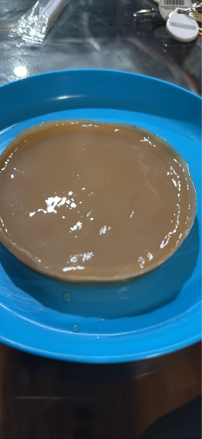 Kombucha SCOBY - photo 2