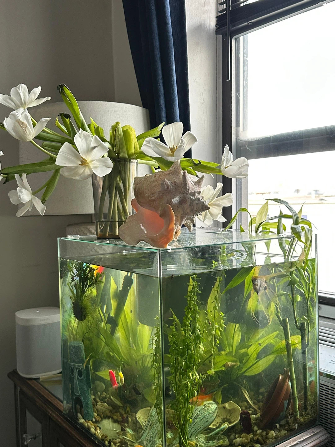 Glass Aquarium with Fish and Plants