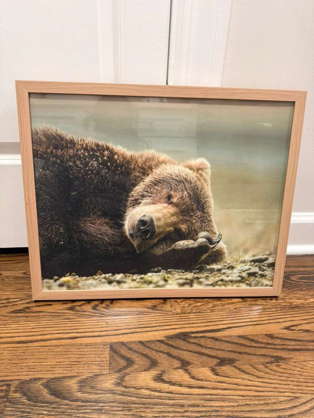 Framed Photo Print of Sleeping Bear