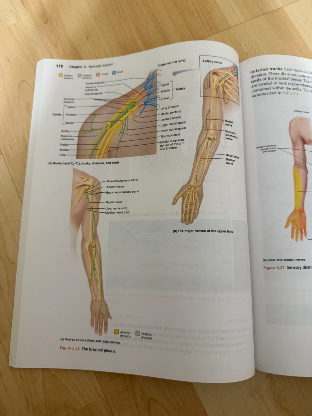 M&M Essential Anatomy fourth edition CAPS 391 - photo 3