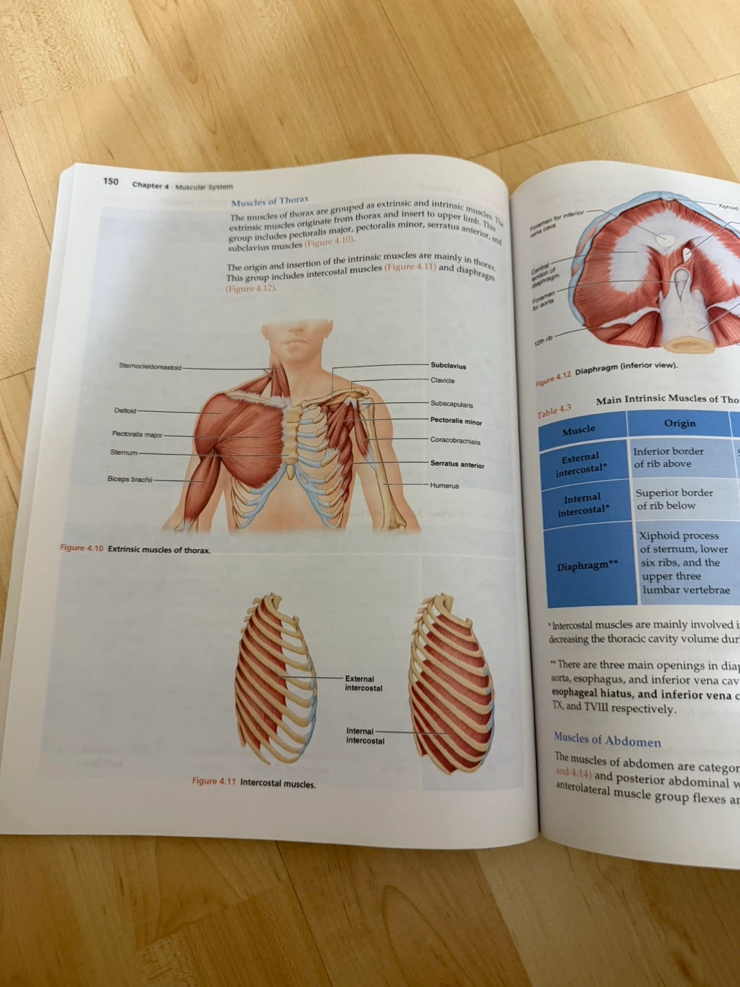 M&M Essential Anatomy fourth edition CAPS 391 - photo 4