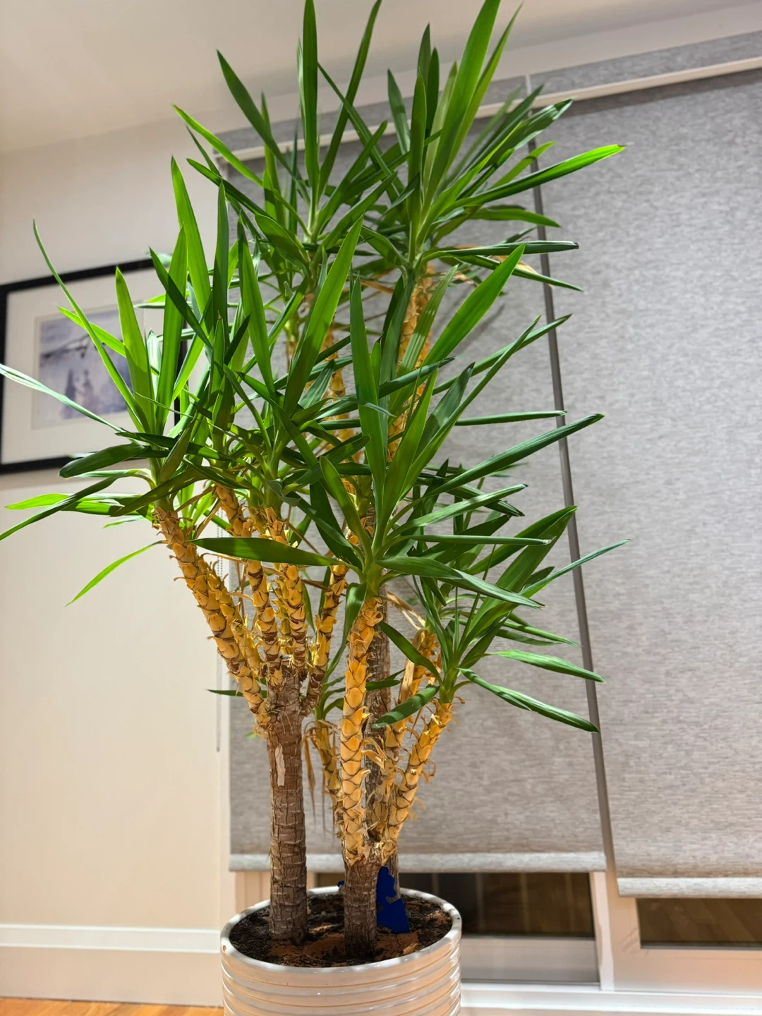 Yucca Cane Plant in Pot - photo 3