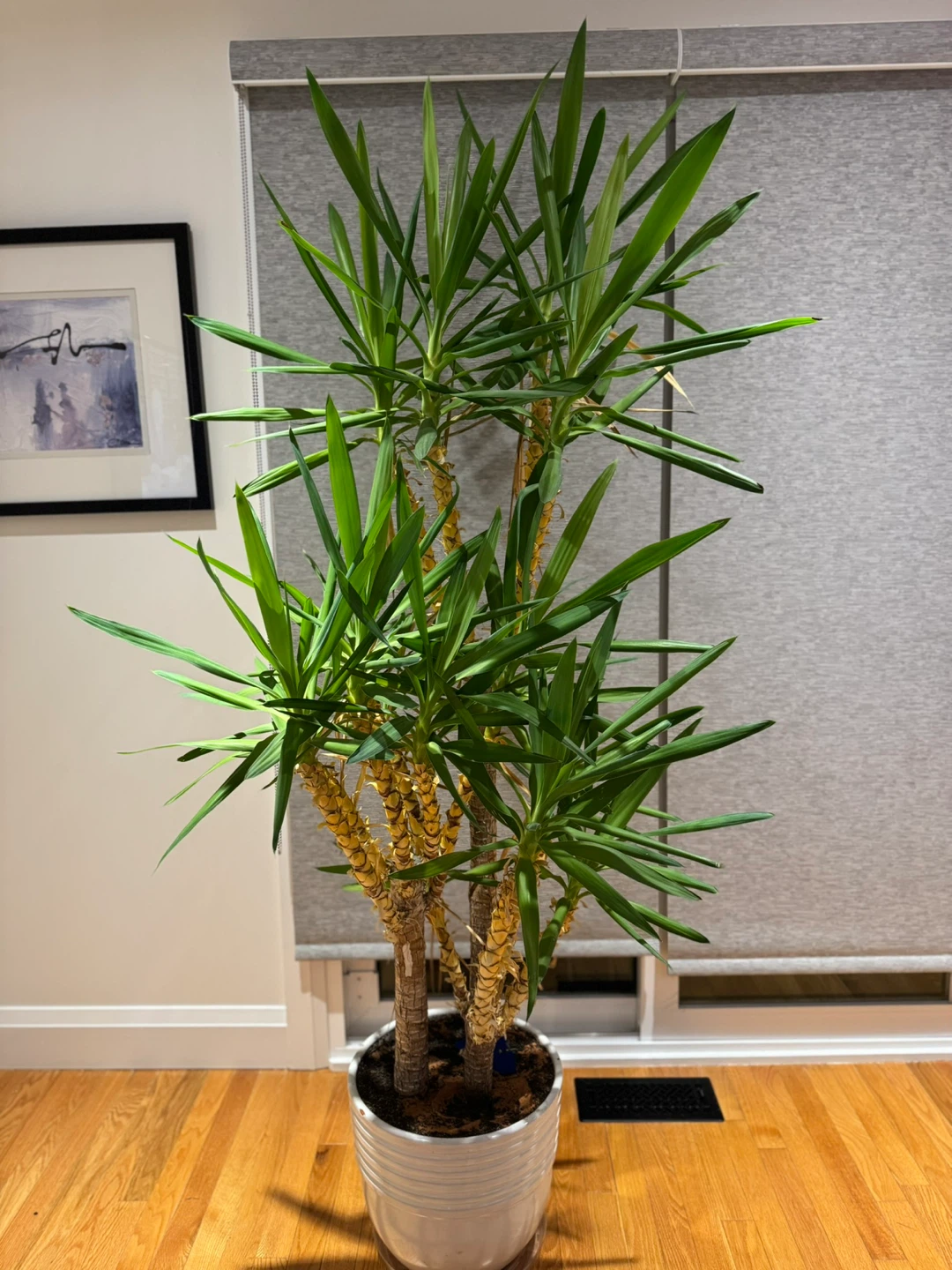 Yucca Cane Plant in Pot