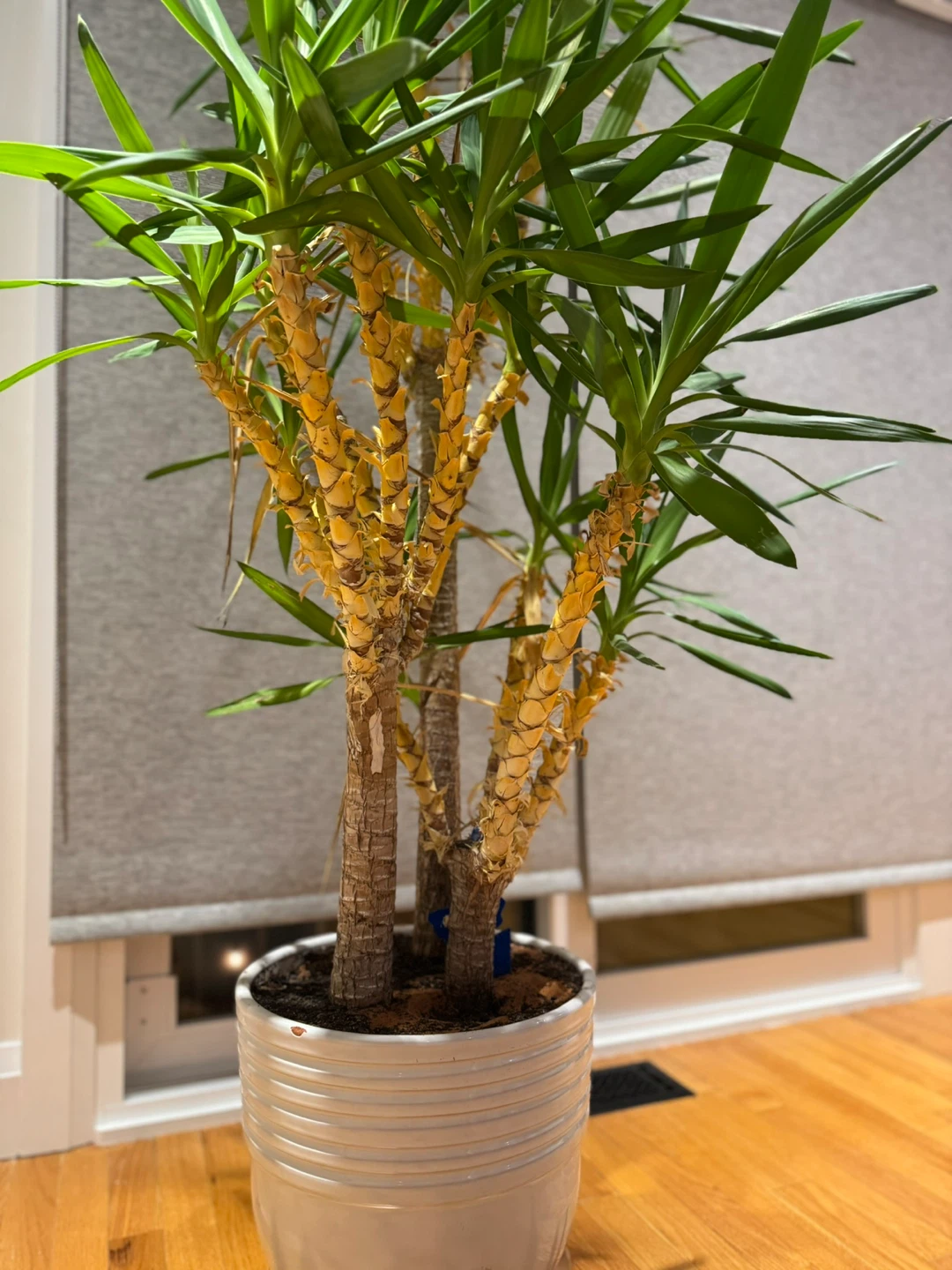 Yucca Cane Plant in Pot - photo 4