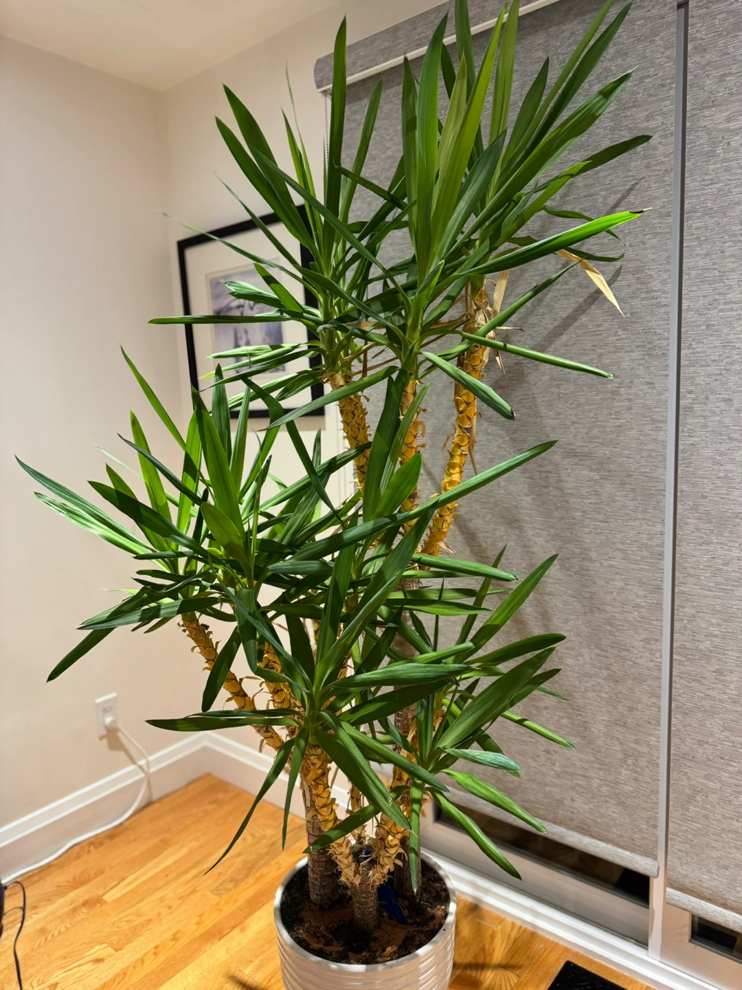 Yucca Cane Plant in Pot - photo 2