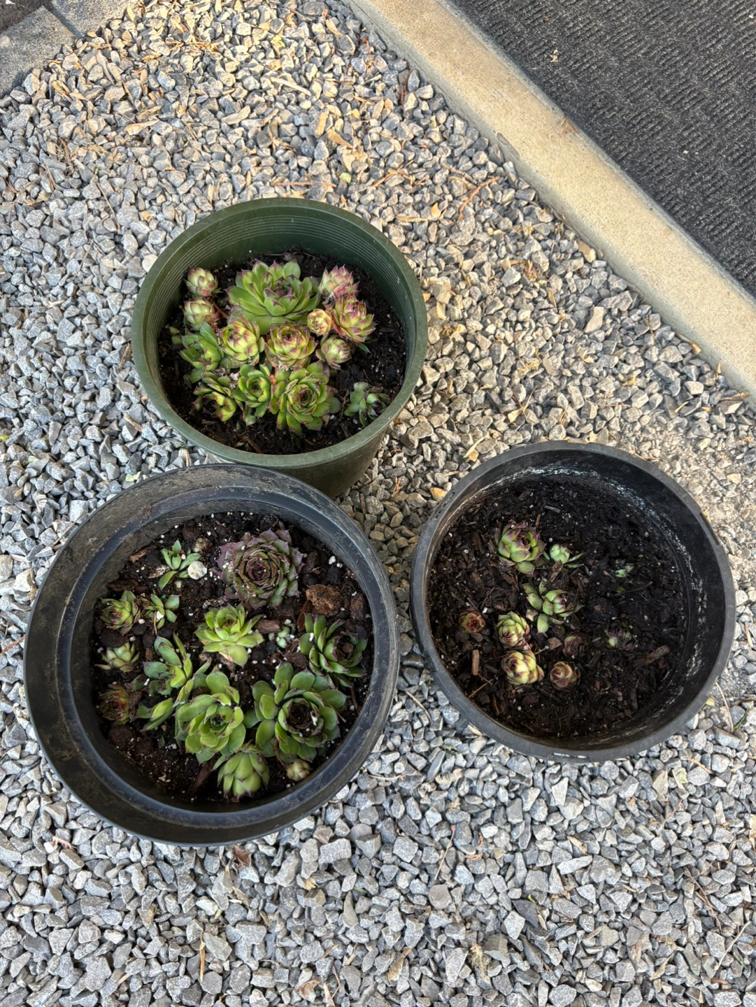 Outdoor  Succulents in Pots
