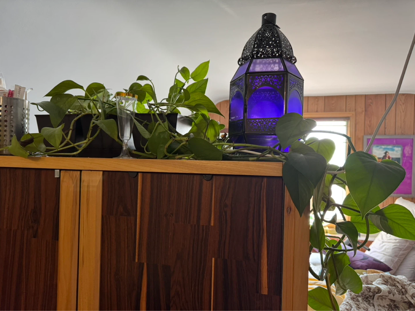 Pothos Plant