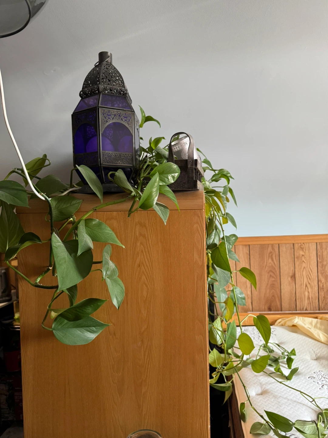 Pothos Plant - photo 2