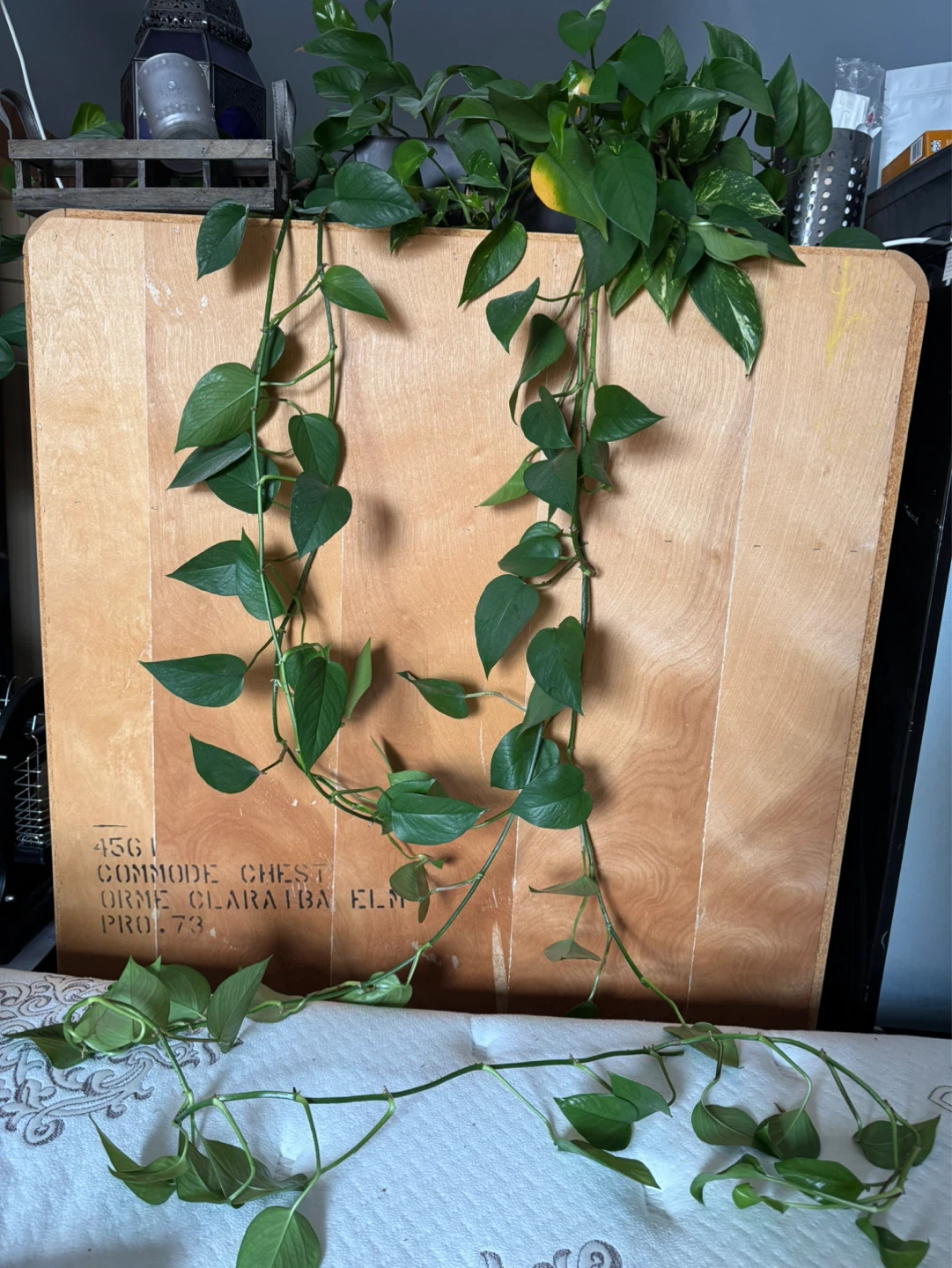 Pothos Plant - photo 3