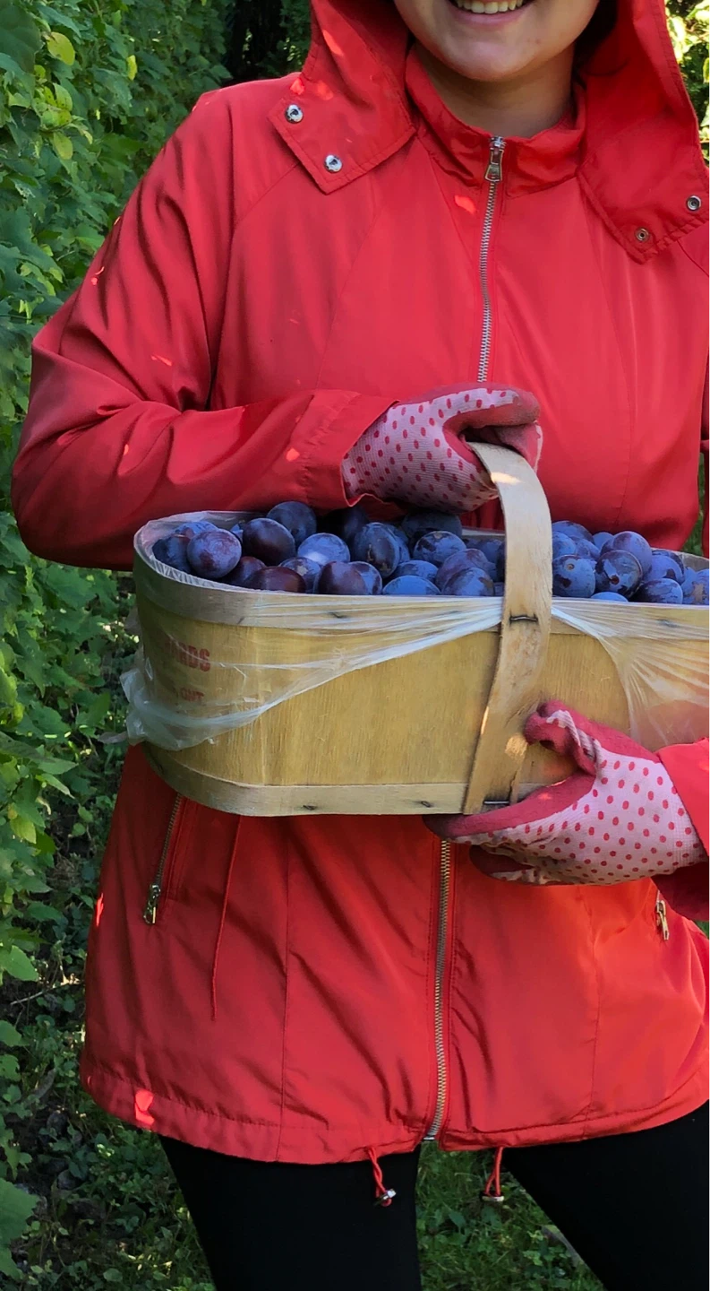 BIG Italian plum trees - photo 2