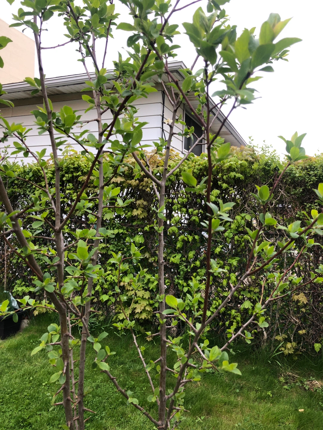 BIG Italian plum trees - photo 5