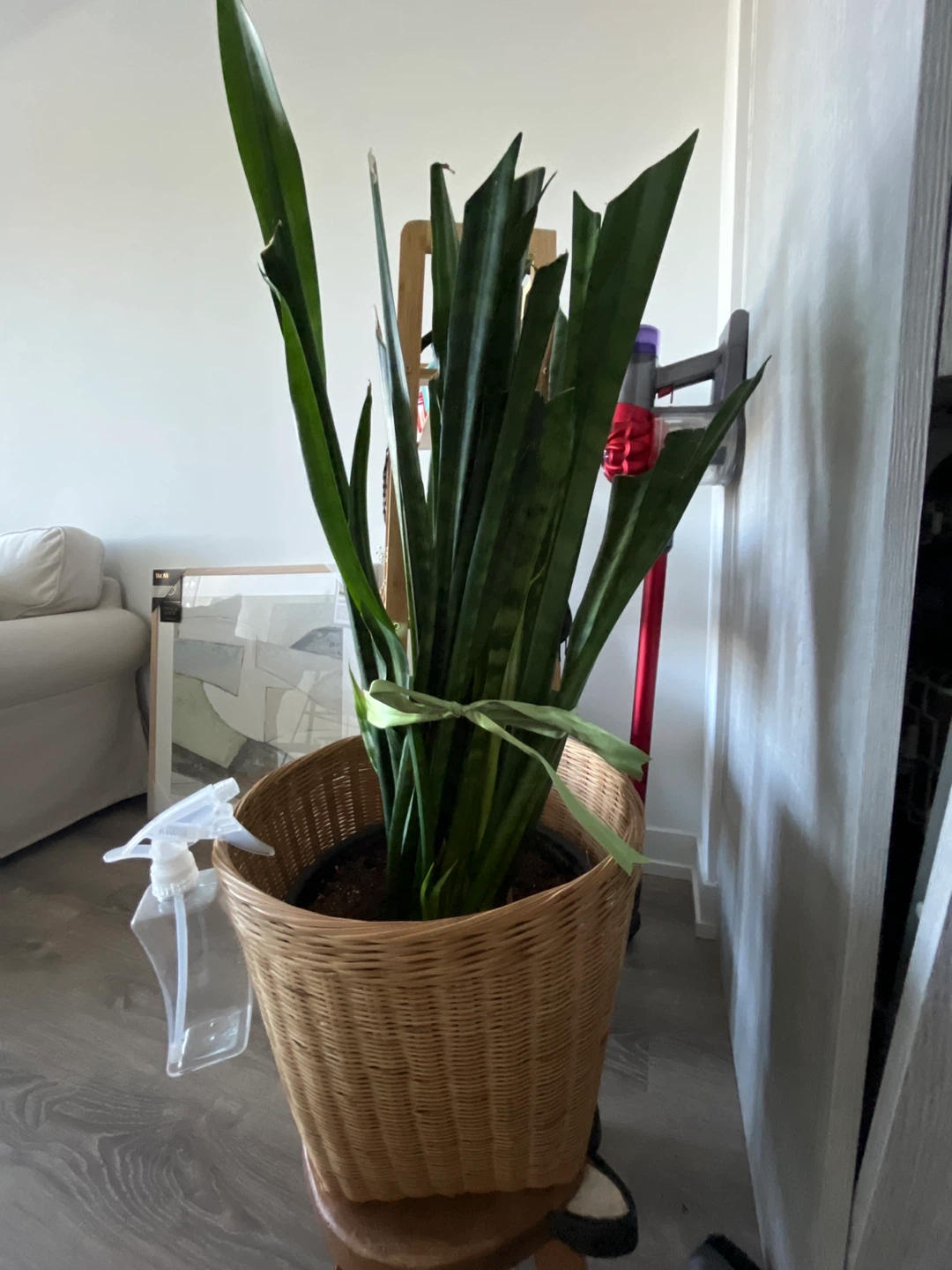 Snake Plant