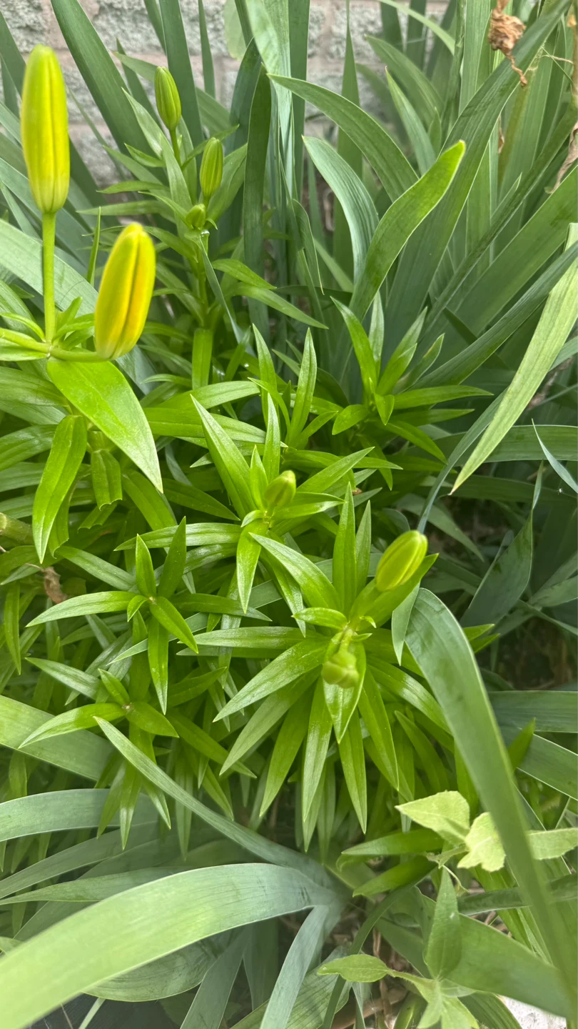 Yellow Lily Plant take all $20 check more pictures - photo 3