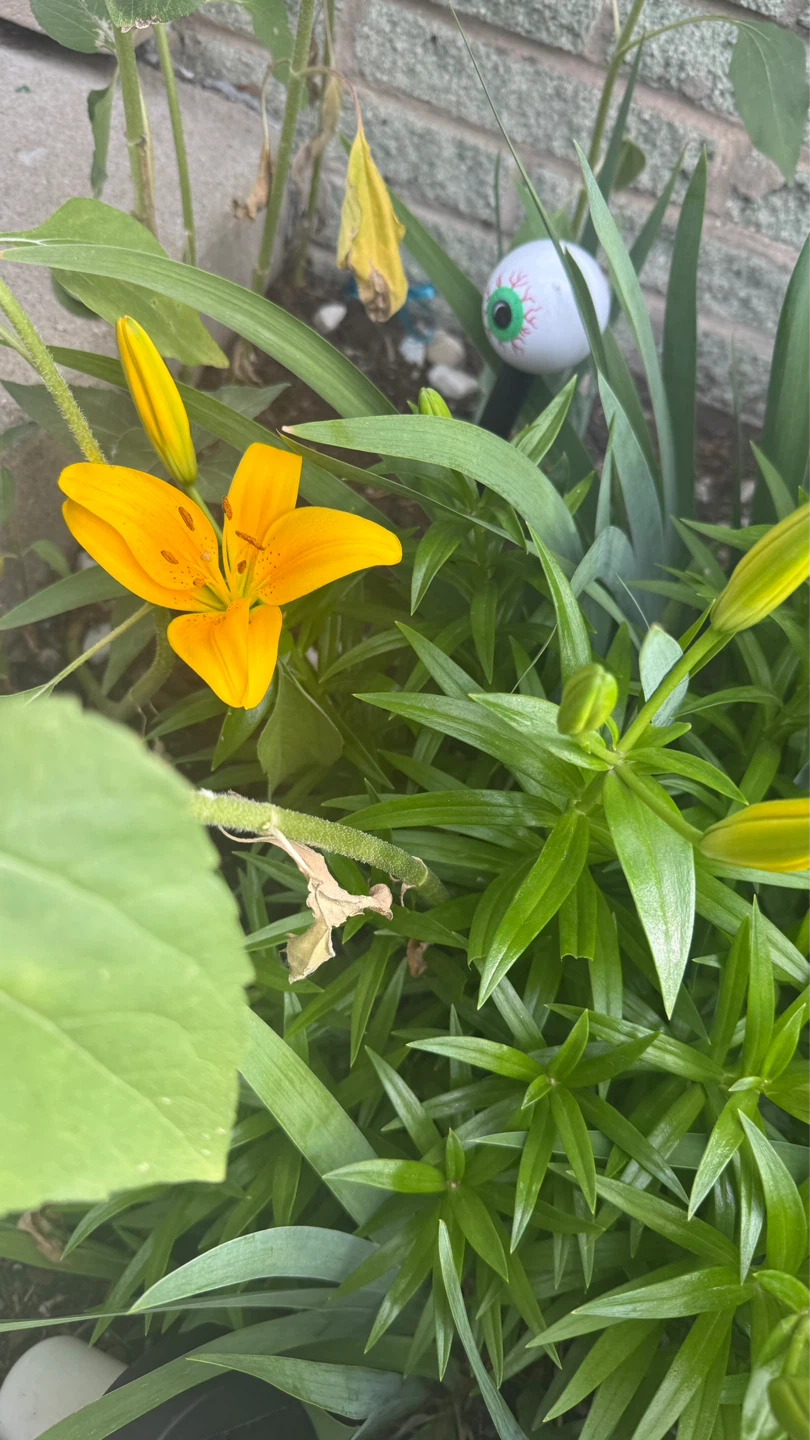 Yellow Lily Plant take all $20 check more pictures - photo 2